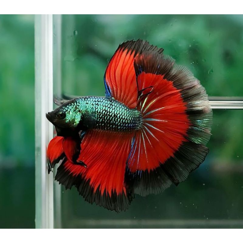 HALMOUN MALE SIZE L+