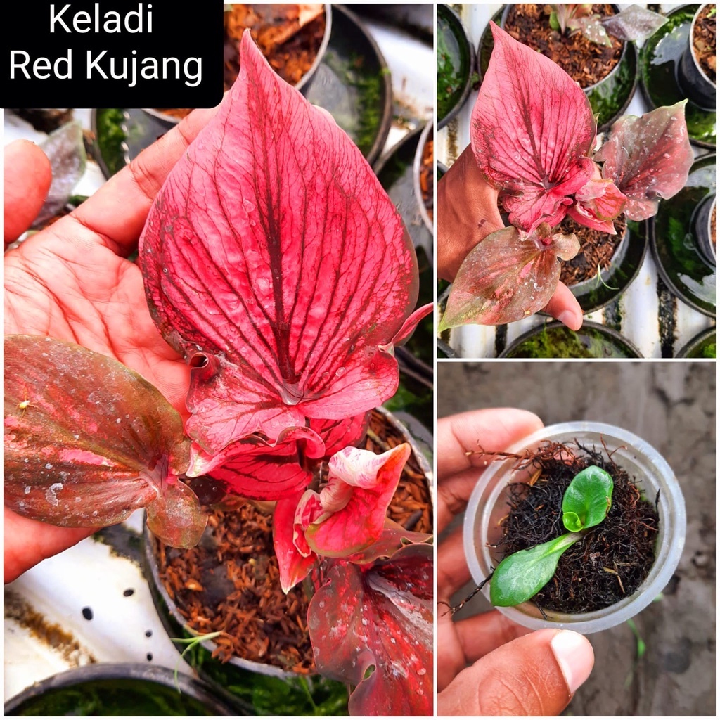 Caladium  red kujang / bunga caladium red kujang/  Tanaman Hias Hidup/ Tanaman Hias Murah Meriah/ Ta