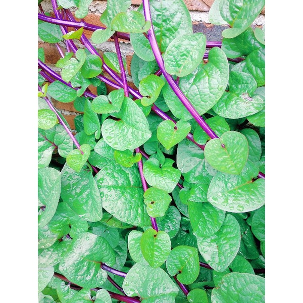 

DAUN BINAHONG MERAH ORGANIK