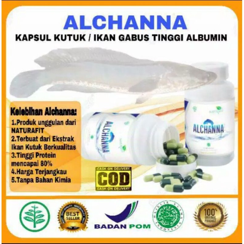 ALCHANNA KAPSUL KUTUK PREMIUM 100% ORIGINAL EKSTRA IKAN GABUS KUTUK PASCA OPERASI CESAR SESAR ASI BOOSTER GROSIR TERMURAH