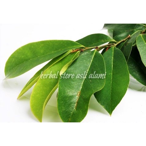 

obat herbal alami daun sirsak segar 1 kg