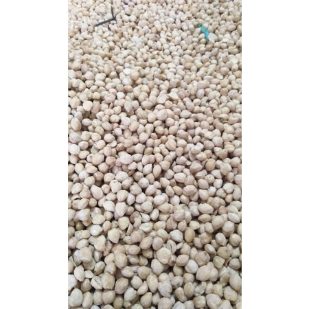 

KEMIRI BULAT TUTUKAN