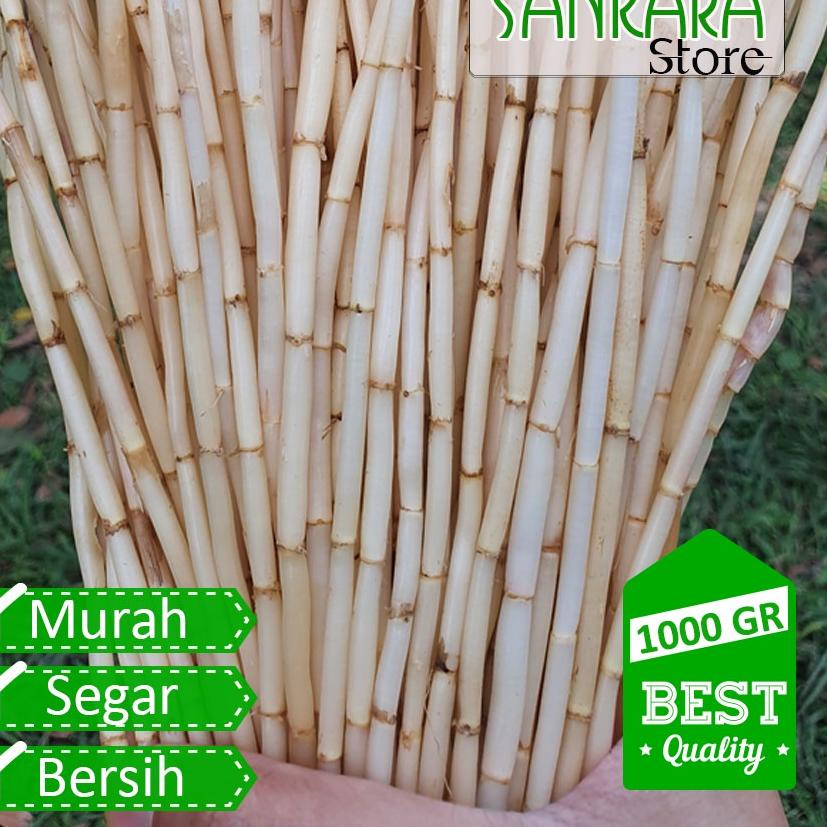

[ SALE ] akar alang alang Segar 1kg (tidak kering)
