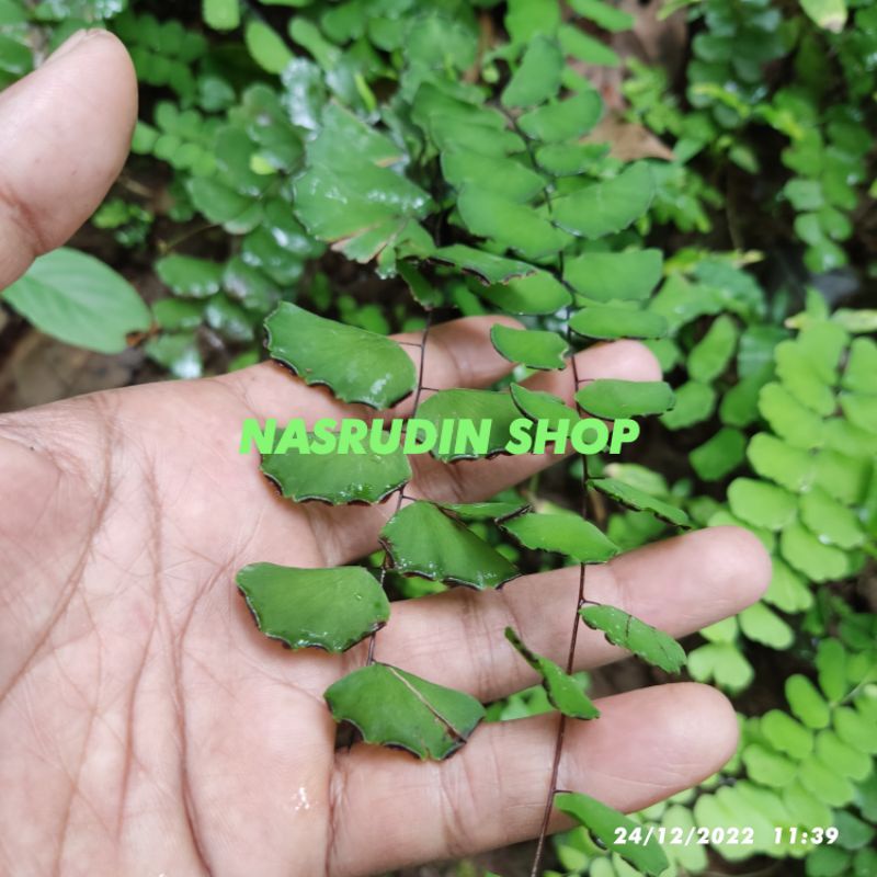 

[Fresh] BIBIT TANAMAN HIAS PAKIS Adiantum philippense CABUTAN (10 DAUN) KAMUDING