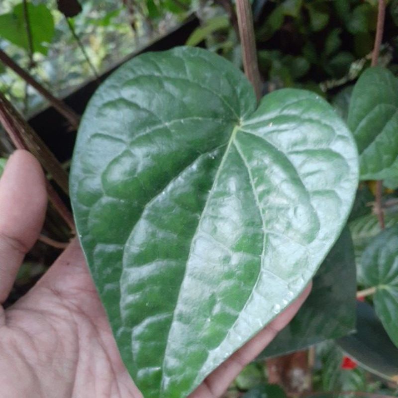

Daun Sirih Hijau Segar Langsung Petik Pohonnya
