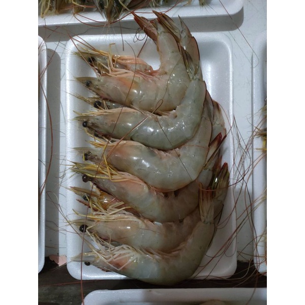 

Udang Jerbung Size 15/20