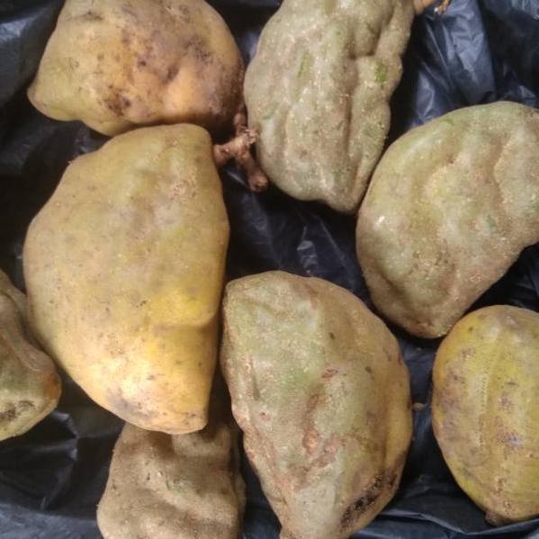 

(Q-M7M-✪) Buah namnam/pokih buah langka viral