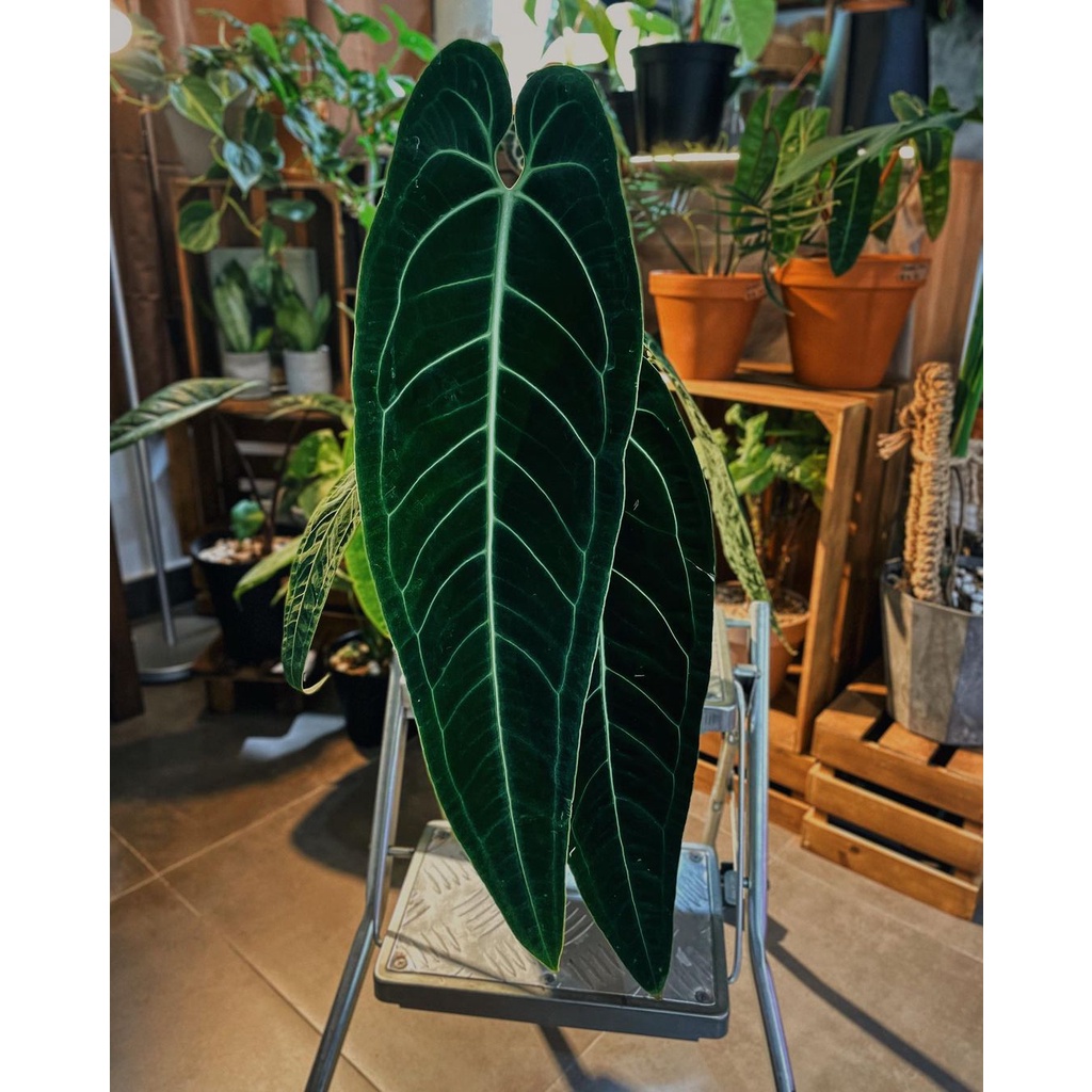 Anthurium warocqueanum / Anturium warok waroc / Anturium lidah gajah / kuping gajah lidah