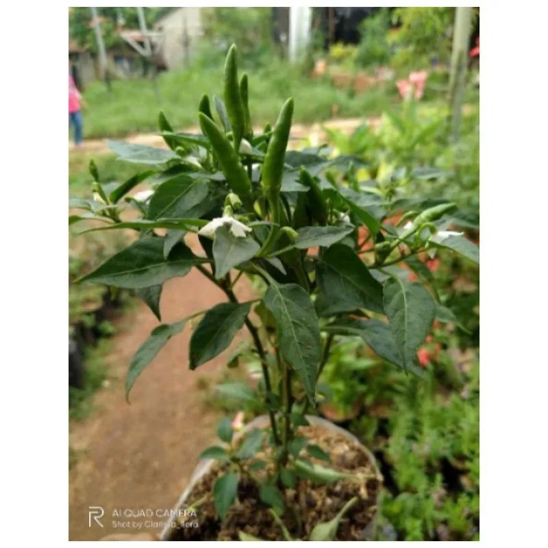 ( bisa cod ) promo pohon cabai rawit sudah berbuah - cabe rawit sudah berbuah