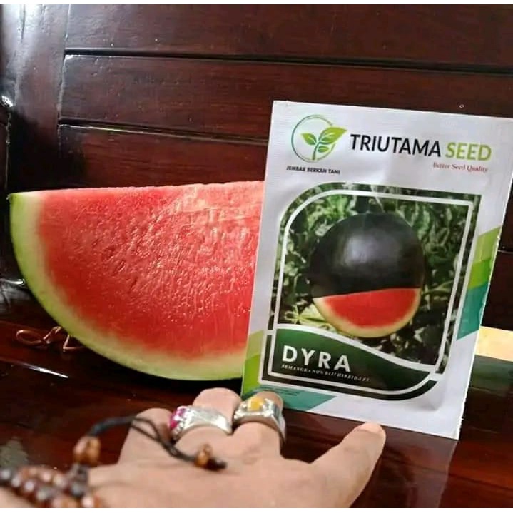 Benih semangka tanpa biji DYRA