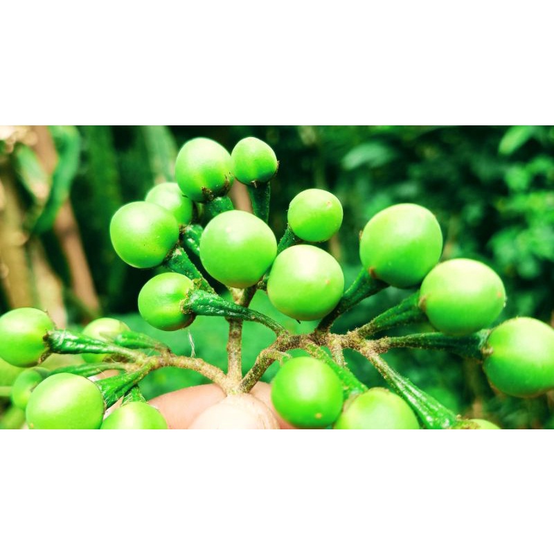 

takokak segar 500Gram