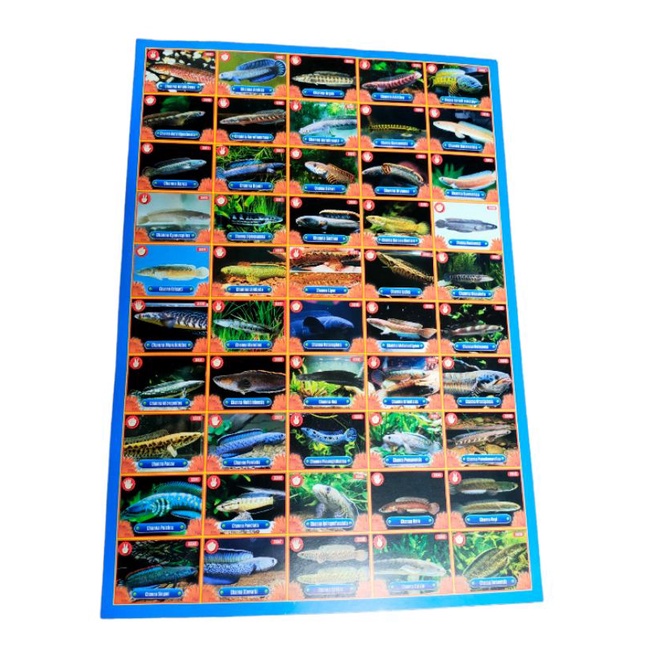 Gambaran Poster Motif ikan Chana 30 Lembar/ Kg