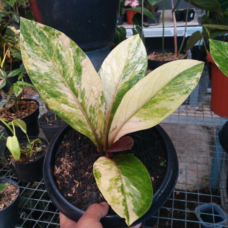 ANTHURIUM JEMANI VARIGATA