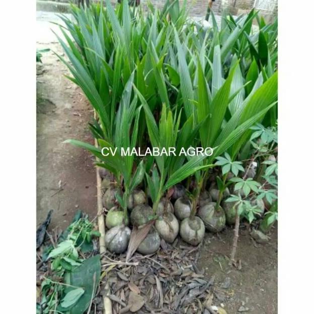 Bibit kelapa hijau hibrida unggul