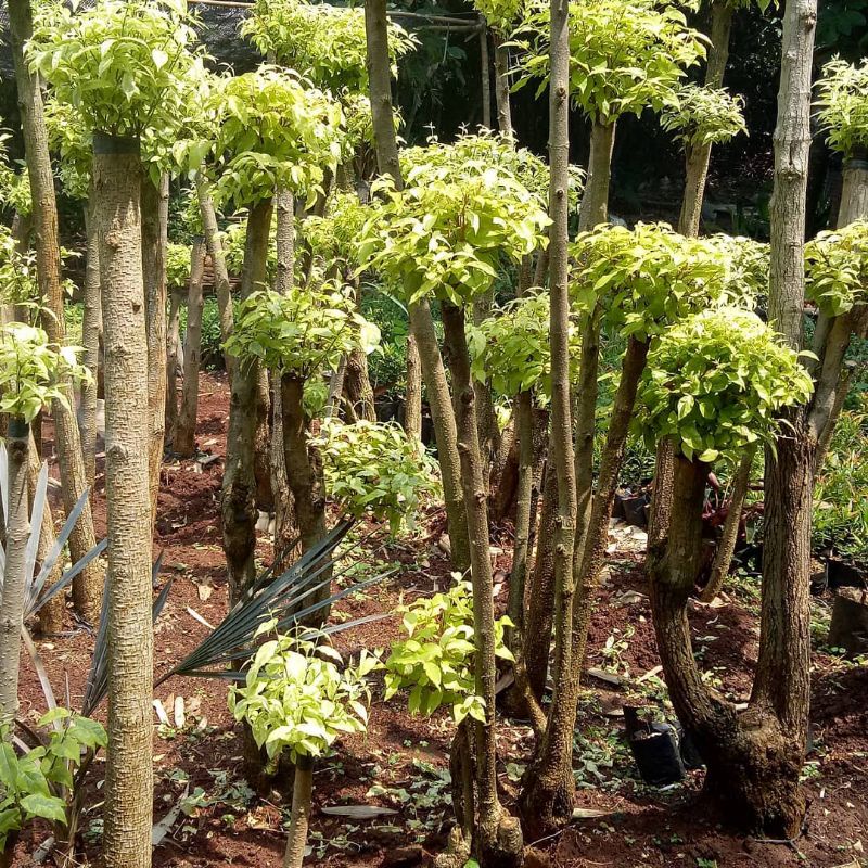 Tanaman Bonsai anting putri tinggi 1 meter