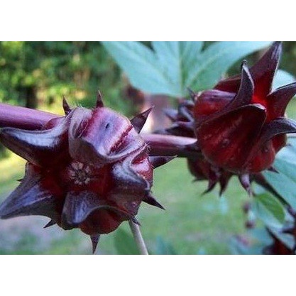 Silahkan Order] Bibit Benih Biji Rosella Ungu