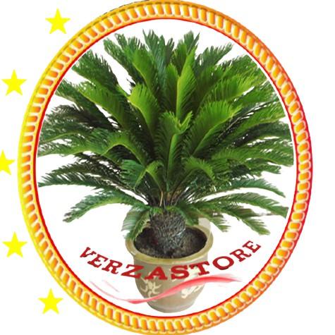 

₿ biji/benih/bibit buah sirsak madu / 10 biji ㅆ