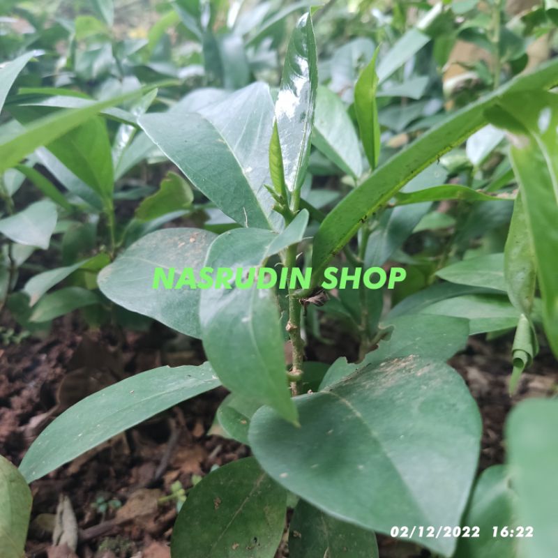 Fresh Segar BIBIT HUNI ASLI TERMURAH / BIBIT BUAH HUNI / BUNI / BONI / WUNI / ANTIDESMA BUNIUS /