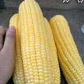 JAGUNG MANIS SEGAR 1KG