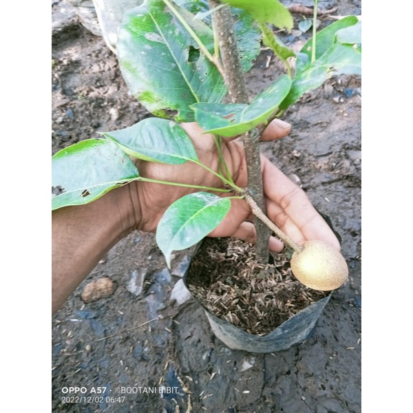 Bibit Pir Asia Bunga/Buah