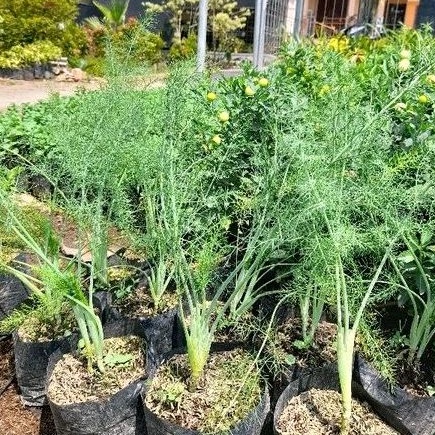 Tanaman Herbal Adas / Adas Pulosari / Adas Pedas