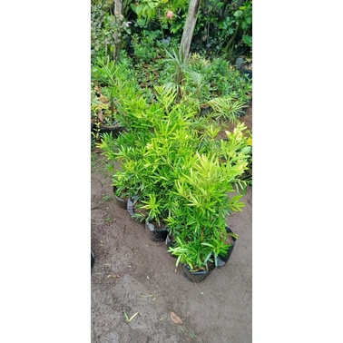 bahan bonsai tanaman hias lohansung kapsul batang tua bercabang**