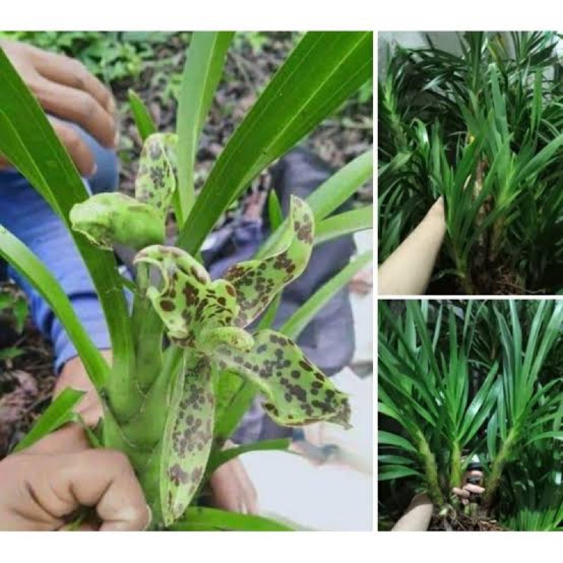 Anggrek Grammatophyllum speciosum bunga hijau