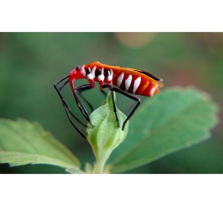 Langsung Pesan Lensbong Prosumer Macro Ekstrim B