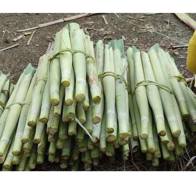 

(B-7.T➸) Terubuk / Tebu telur Murah Berat1Kg