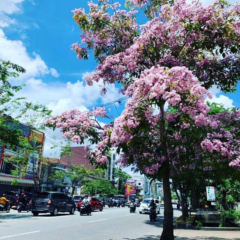 Tanaman Pohon Bunga Tabebuya Warna Pink Tinggi 1 Meter Siap Berbunga