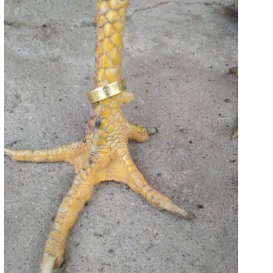 Berkualitas gelang ayam untuk penanda ayam wing band ayam