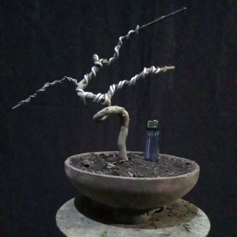 BAHAN BONSAI MAME SIANCI SESUAI FOTO