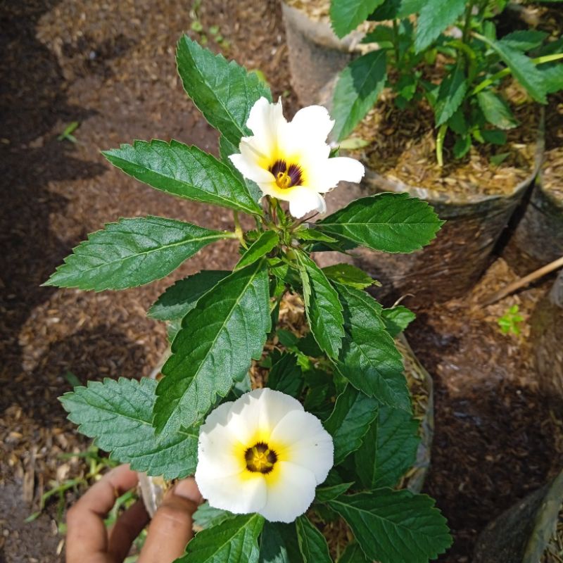 tanaman hias turnera, bunga pukul 8, pohon turnera bunga putih.