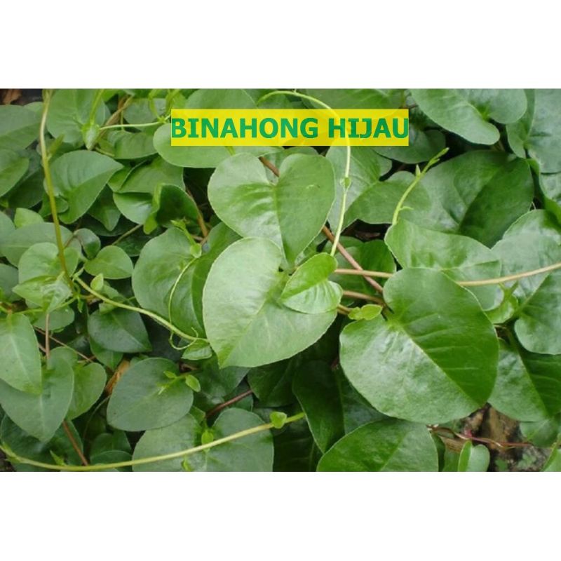 

Daun Binahong Hijau organik fresh Petik dadakan saat ada order