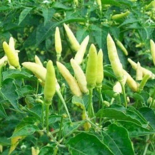 Benih Bibit Cabe Rawit Sret RAWIT PUTIH TEGAK Cabai Setan 20 Biji