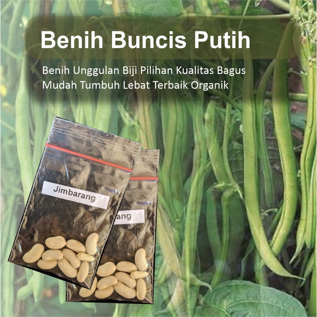 Jual Benih Buncis Biji Putih Unggul Bibit Super Mudah Tumbuh Dan Berbuah Lebat Paling Bagus