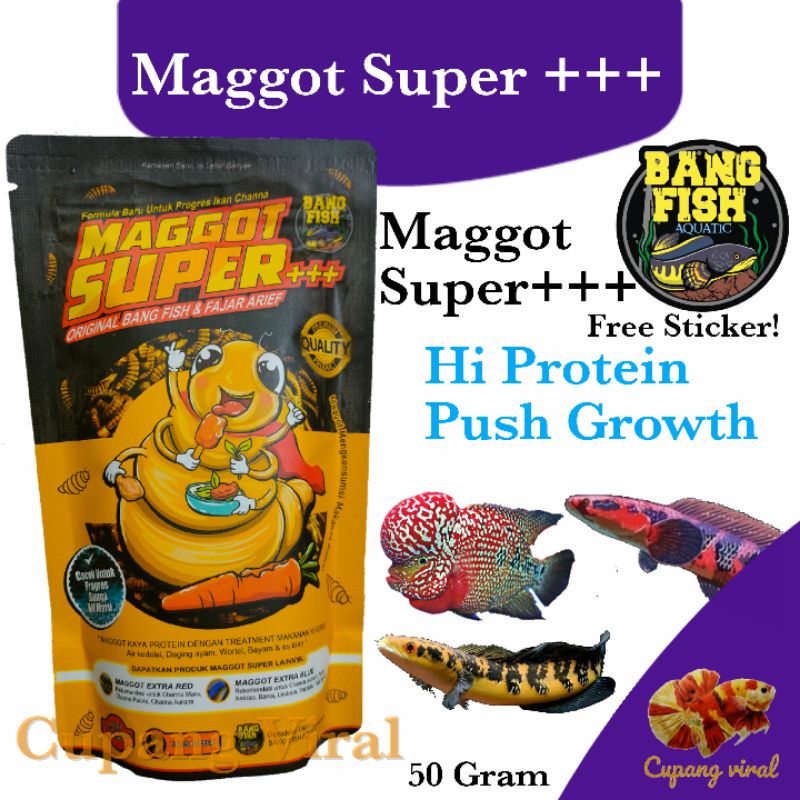 Maggot Super+++ Bang Fish Aquatic Hi Protein Growth Channa