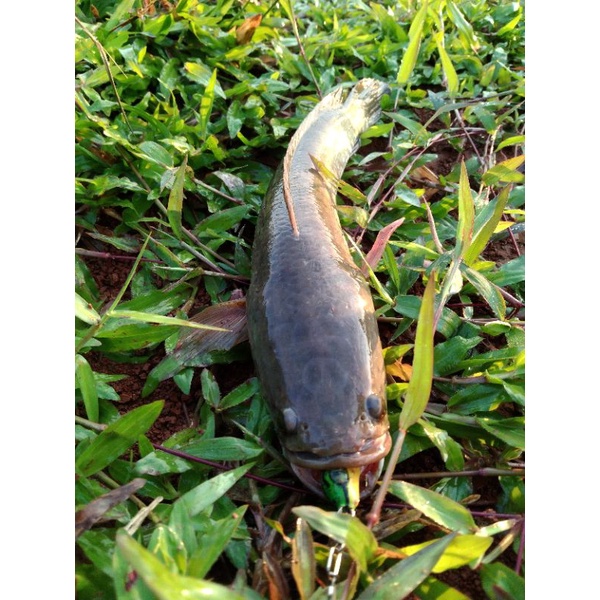 IKAN GABUS HIDUP Per 1kg