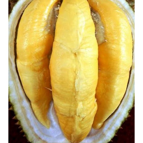 Best Seller BIBIT DURIAN MUSANGKING JUMBO UNGGULAN SUPER NG PENDEK PEMBIBITAN DUREN MUSANG KING CEPA