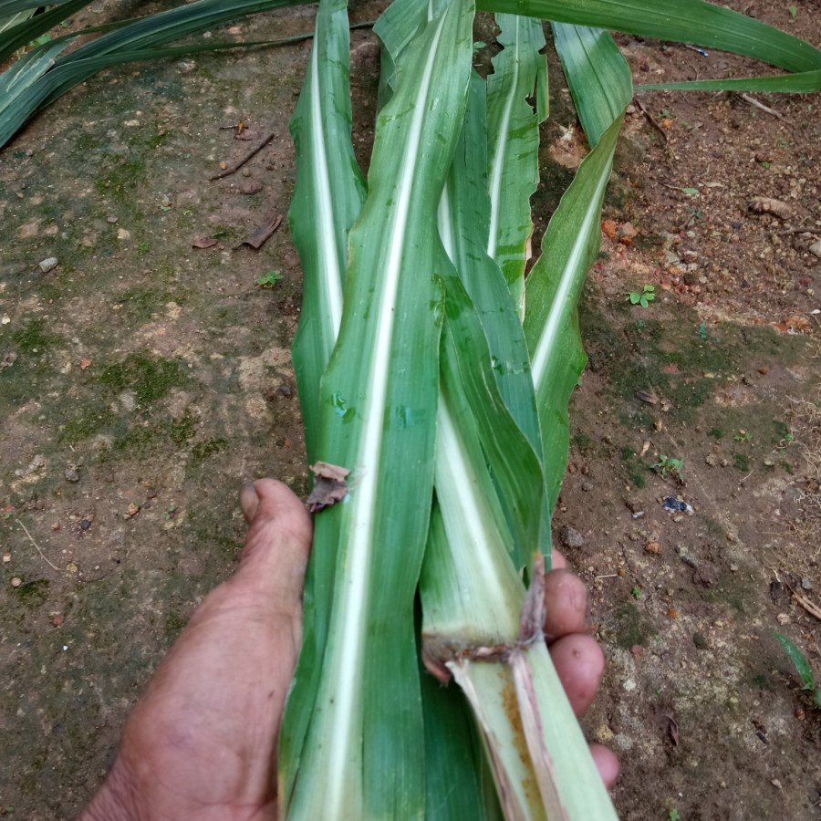 

daun tebu kuning organik untuk obat herbal