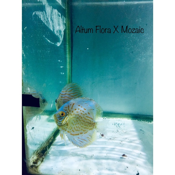 anakan Ikan Discus mozaic