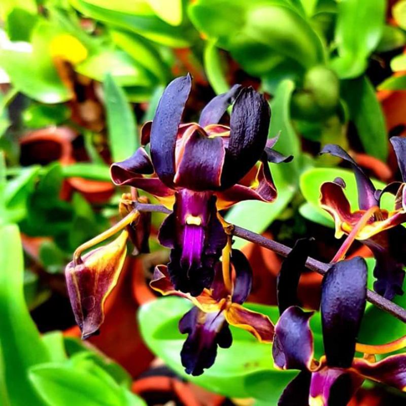 Dendrobium Mr and Mrs Inanto Seedling