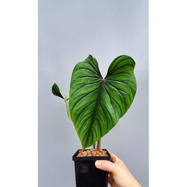 philodendron plowmanii / plowmani black face