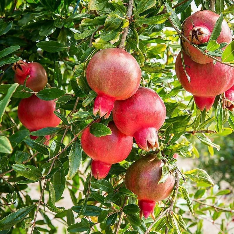 Pupuk Organik Pelebat Buah Dan Booster Delima Cepat Berbuah Lebat