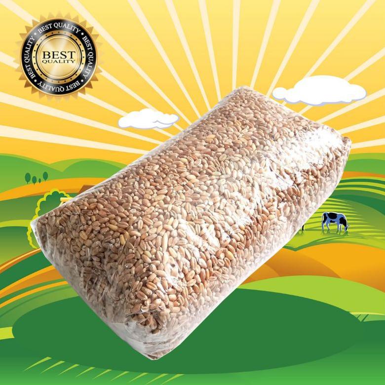 GANDUM 500 GR - Biji Wheatgrass Benih Catgrass Rumput Kucing Wheatgrass Rumput Diet "KLU.21De22ᴾ"