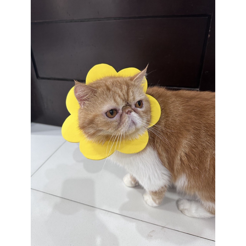 COLLAR KUCING/ ANJING MOTIF LUCU