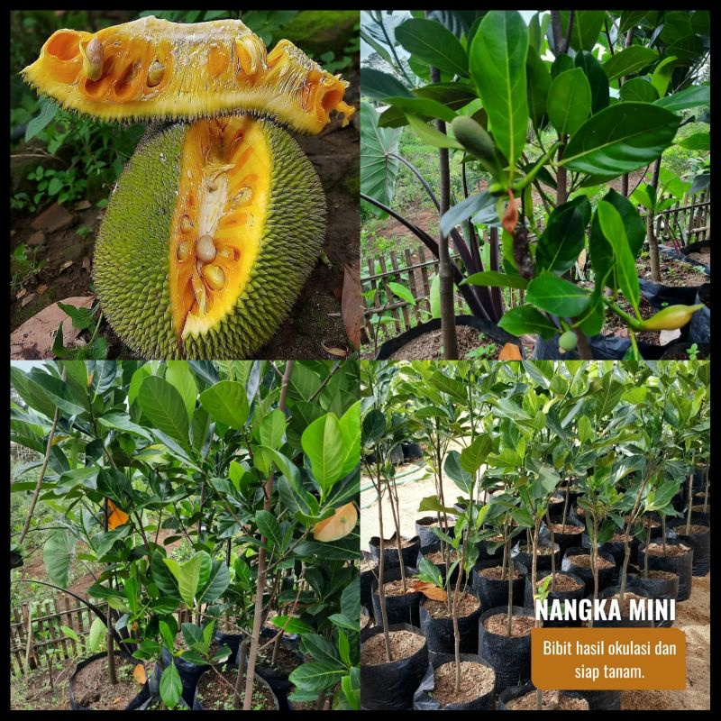 Bibit nangka mini ukuran 1 meter batang besar siap berbuah