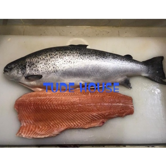 

Salmon Fillet Frozen