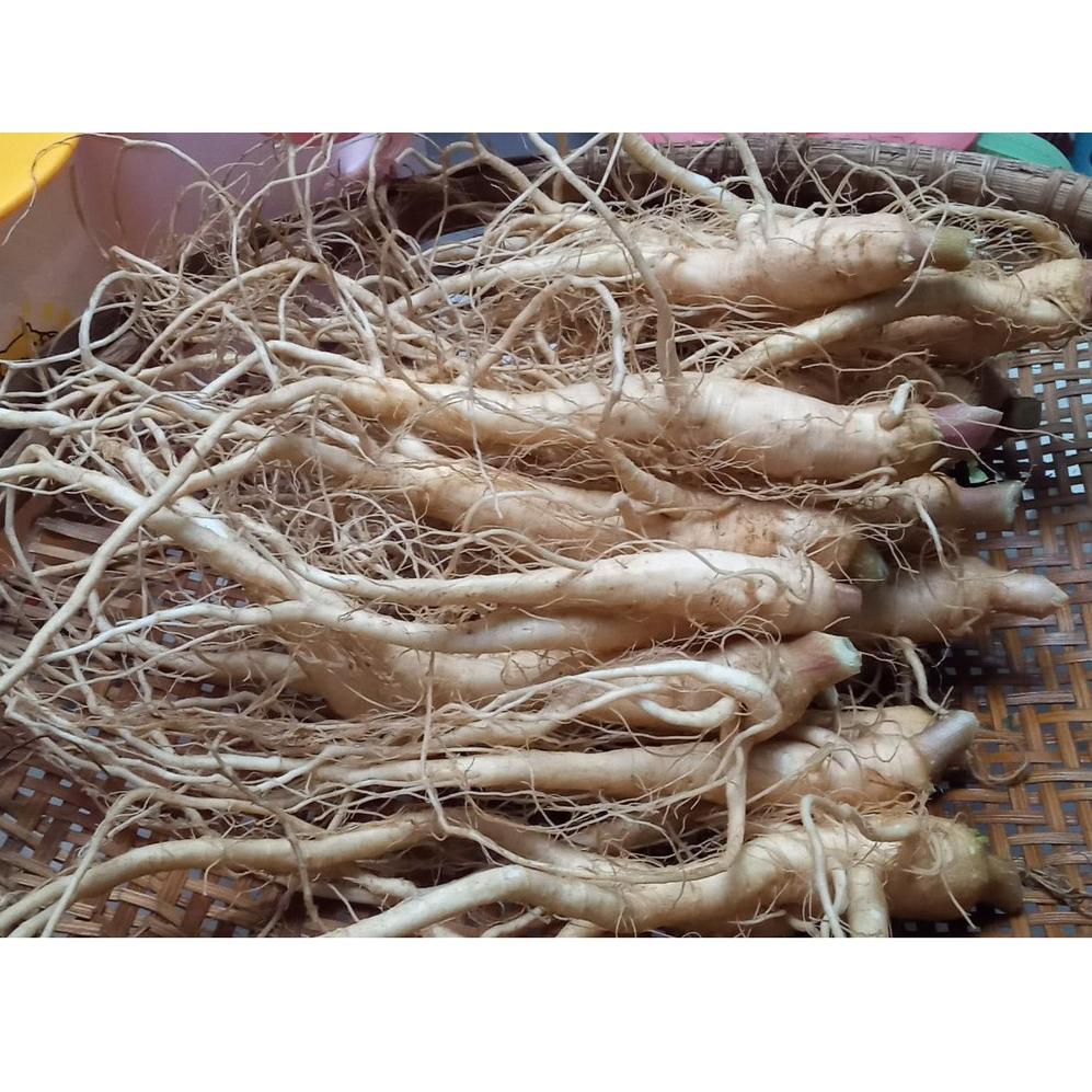 

[M-R4R-☎] Ginseng Merah korea Perbatang (COD)_berkualitas