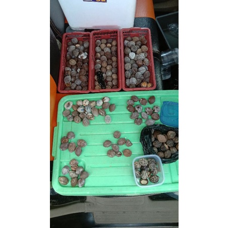 lelang jawa,jayanti,jalim,eti dan yanti serba 5.000